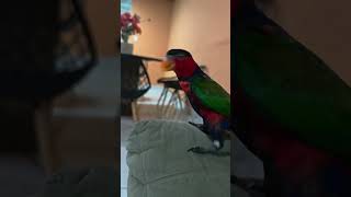 Loris bailarino #shorts #nature #amazing #animals #wild #selvagem #serpent