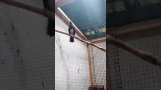 Kacer Betina Gacor Minta Kawin || Annas BirdFarm