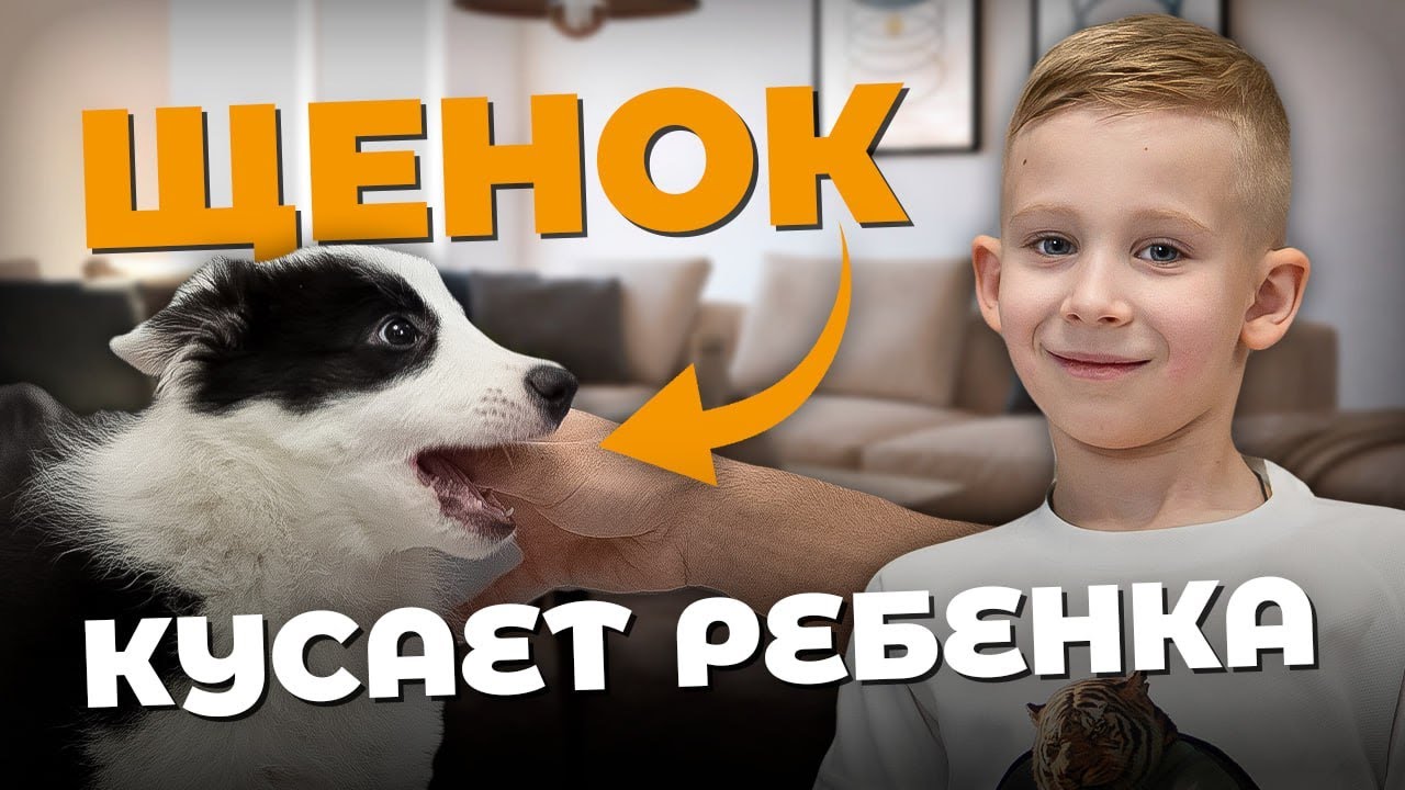 Щенок кусает ребенка? Как отучить собаку кусаться и прыгать на детей навсегда