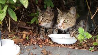 カリカリを貰って食べる野良猫家族