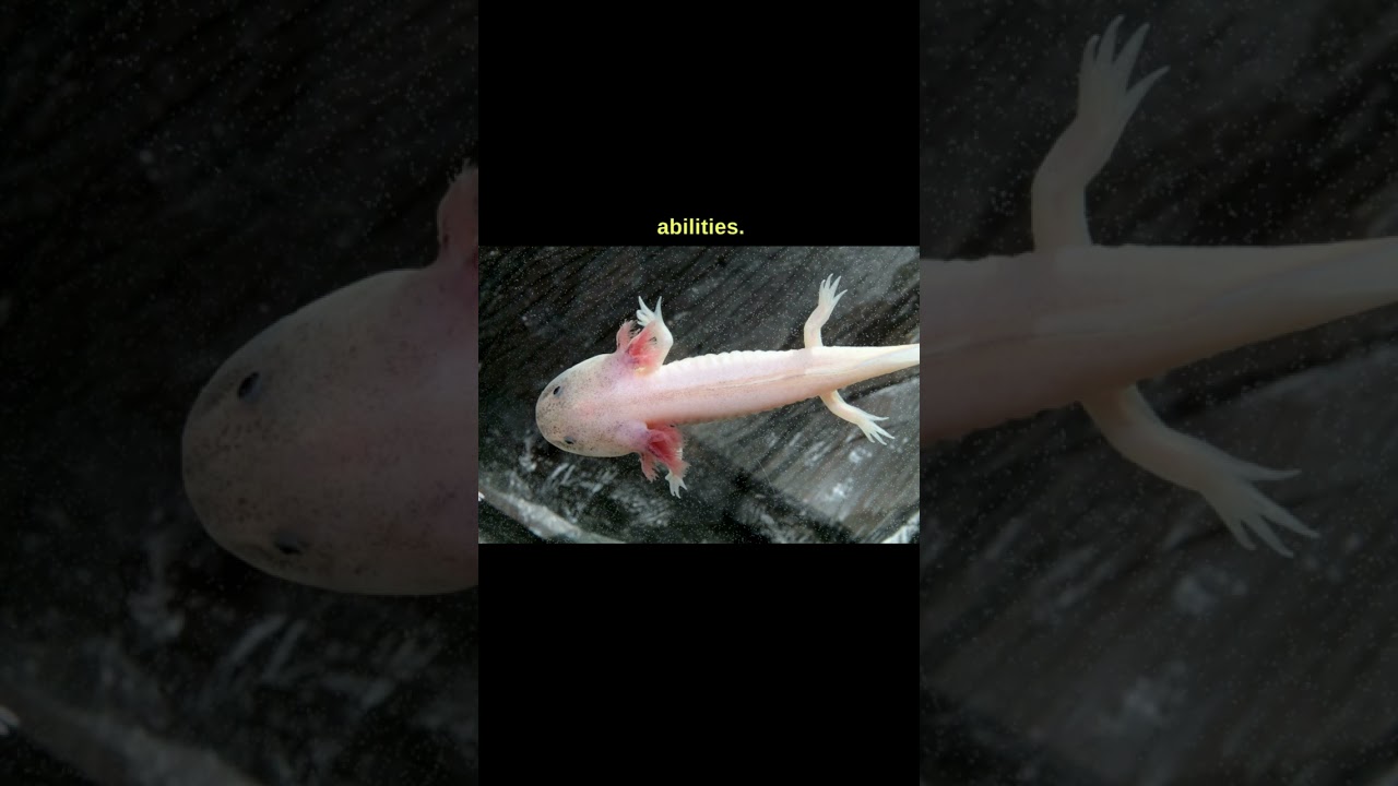 Axolotl (Ambystoma mexicanum) 