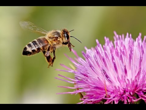 Videó: Fogamzási Pózok A Méh Hajlításakor