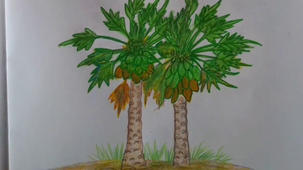 How to draw papaya tree - YouTube