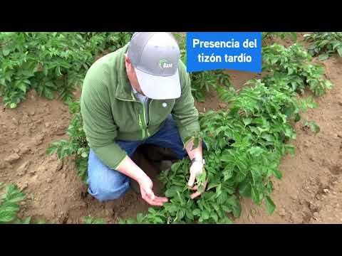 Vídeo: Com es controla el tizón tardà de les patates?