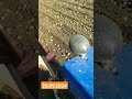 Вітаю картопля сипе ряд в ряд👍🇺🇸✅🇺🇦💲😀