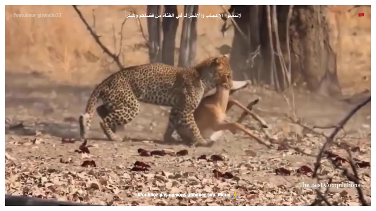 Animaux sauvages!! - YouTube