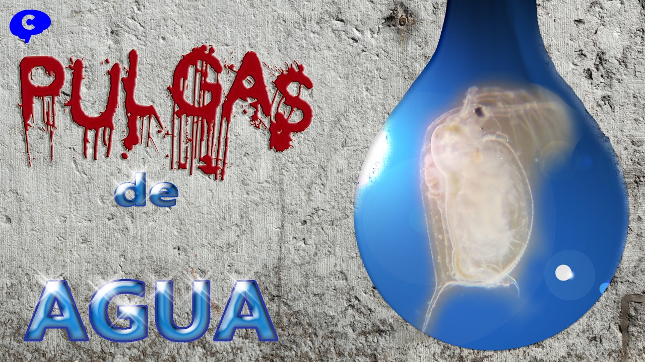 Anatomía de la Daphnia o pulga de agua