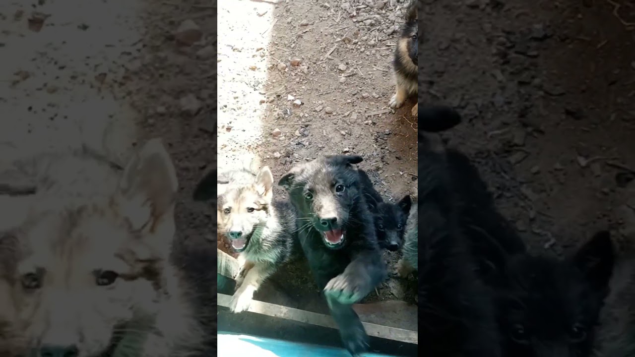 1-3 months Female Mixed Breed German Shepherd