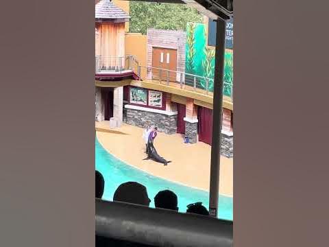 SeaWorld Sea Lion & Otter show part 2 10/11/23 - YouTube