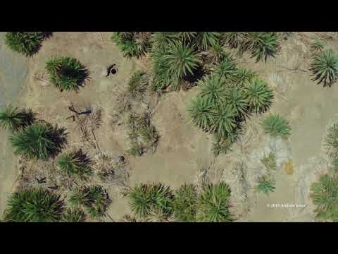 Elim Oasis - Aerial views of the Exodus