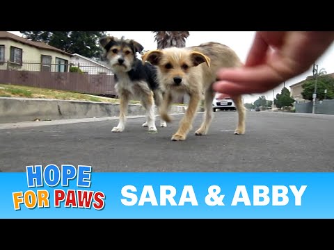 hopeforpaws number Dog rescue: Sara & Abby (Please share and help us find them a loving forever home)
