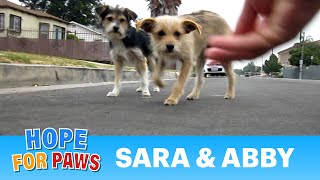 Dog rescue: Sara & Abby (Please share and help us find them a loving forever home) #dogs