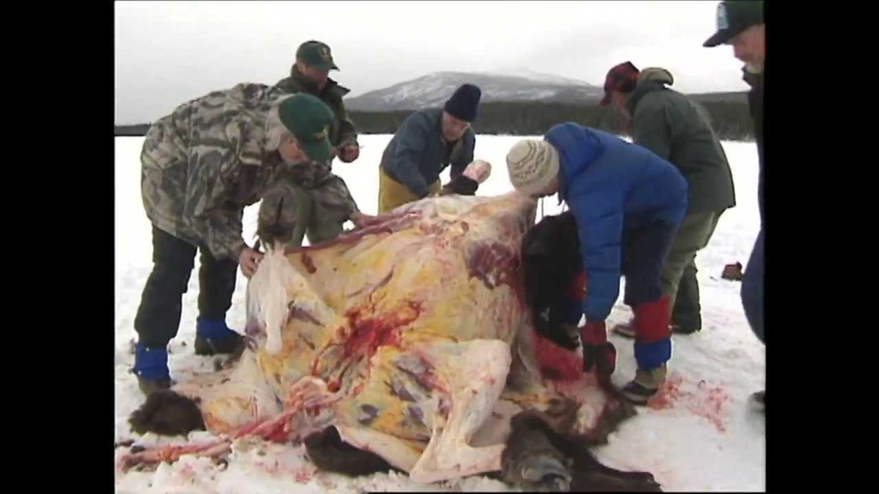 Processing Your Big Game: Part I Field Dressing - YouTube