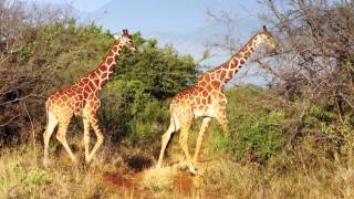 Reticulated Giraffes in Meru National Park, Kenya