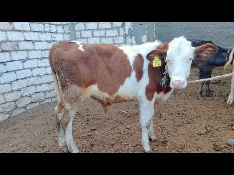 العجل السايب ولا المربوط ايهما افضل مع هشام البطل 