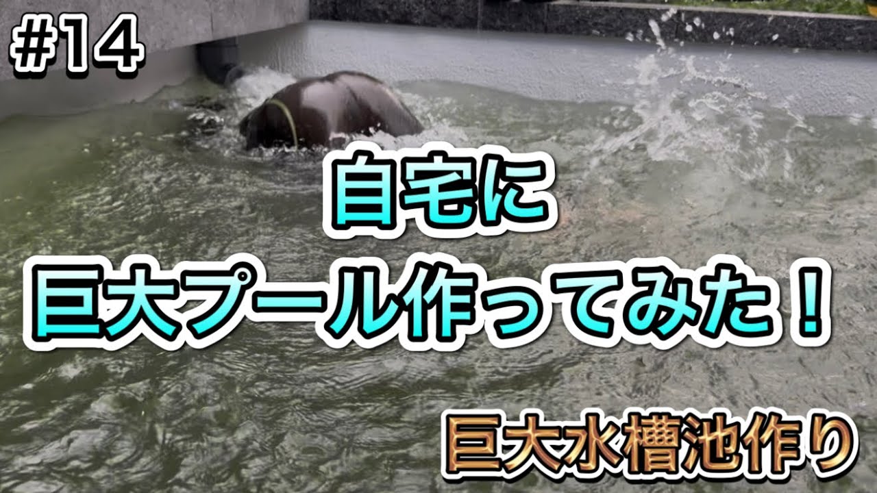 【巨大水槽池作り】#14 水中ポンプ設置しました！