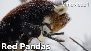 Red Pandas in heavy snow 大雪の中リンゴタイム レッサーパンダ
