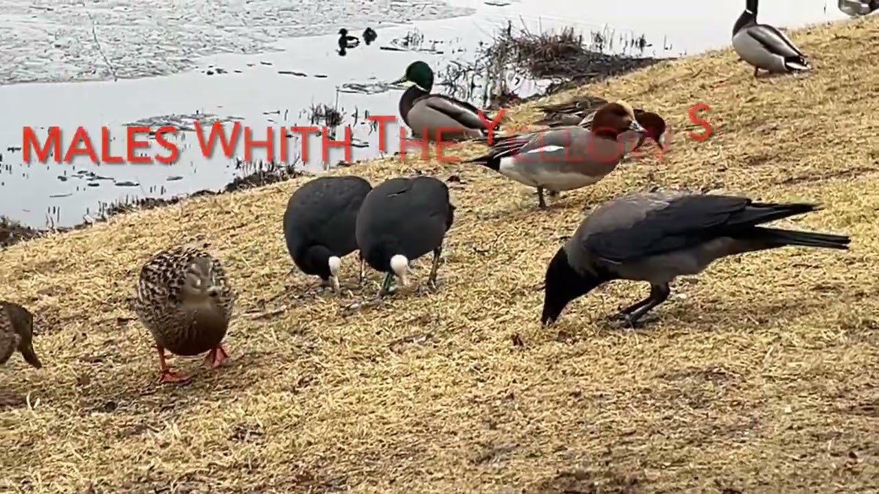 Time to Get a partner / CROWS and DUCKS - Norway first month of Spring: March 9' 