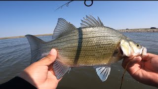 Smashing Whitebass at Devils Lake North Dakota! (LIMIT OUT!!)