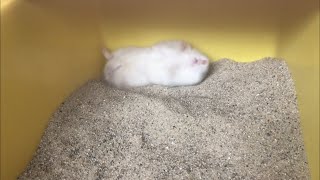 Hamster's First Sand Bath