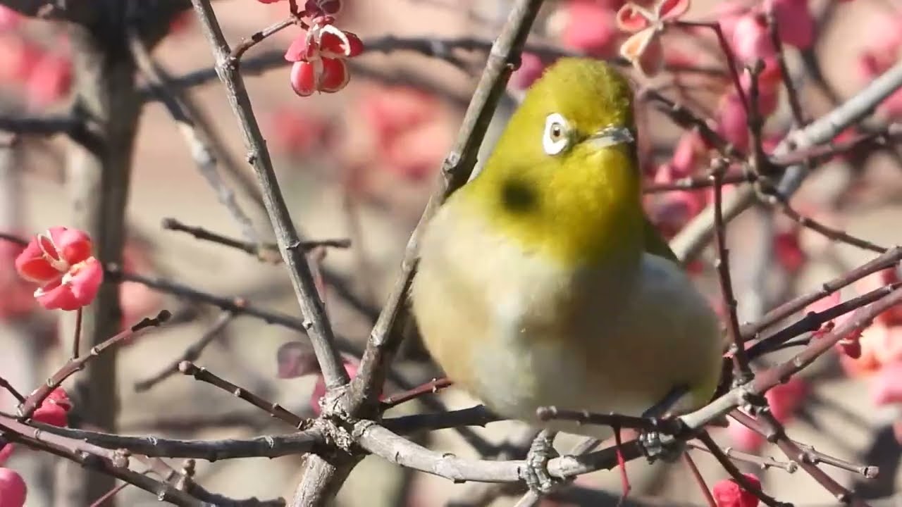 癒やし】鳥の鳴き声 作業用1時間（良く鳴くメジロ） - YouTube