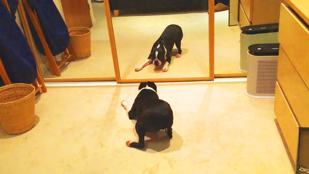 Dog practices making scary faces in the mirror. Cute video goes crazy viral  - India Today