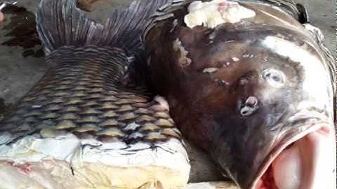 Lại bắt được cá hô khủng nặng 110 kg