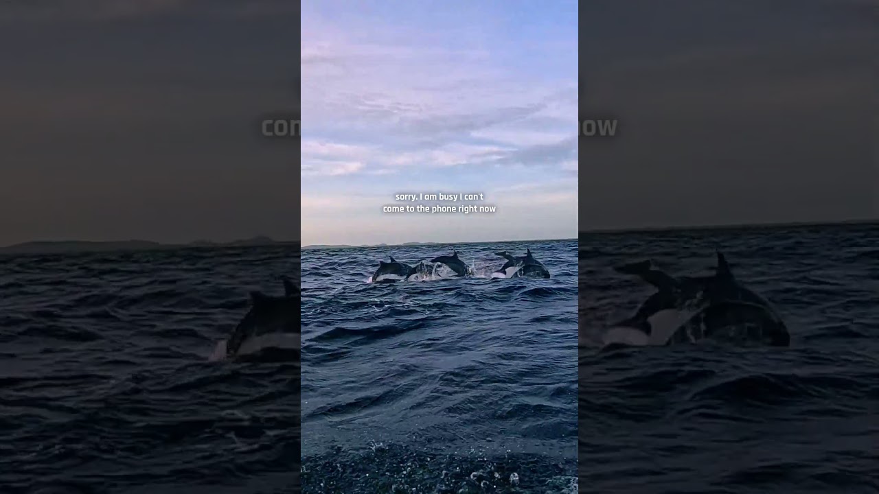 My favorite part about an ocean Safari 🐬🌊 