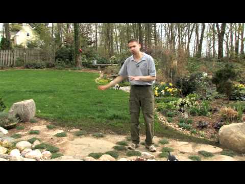 Video: Elfin Timian Care - Hvordan planter jeg alfin timian i hagen