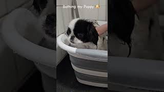 bathing my puppy 🐶 #cuteanimals #animals #shortsvideo #puppy #cute #shortsfeed