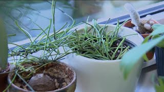 How to prepare your plants for winter