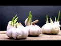 Why You Should Never Throw Away Sprouted Garlic!