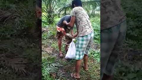 Awesome Big Snake Trap Using Cage Trap - How To Make Big Python Snake Trap Work 100%