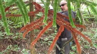 monkey pod tree gets a trim