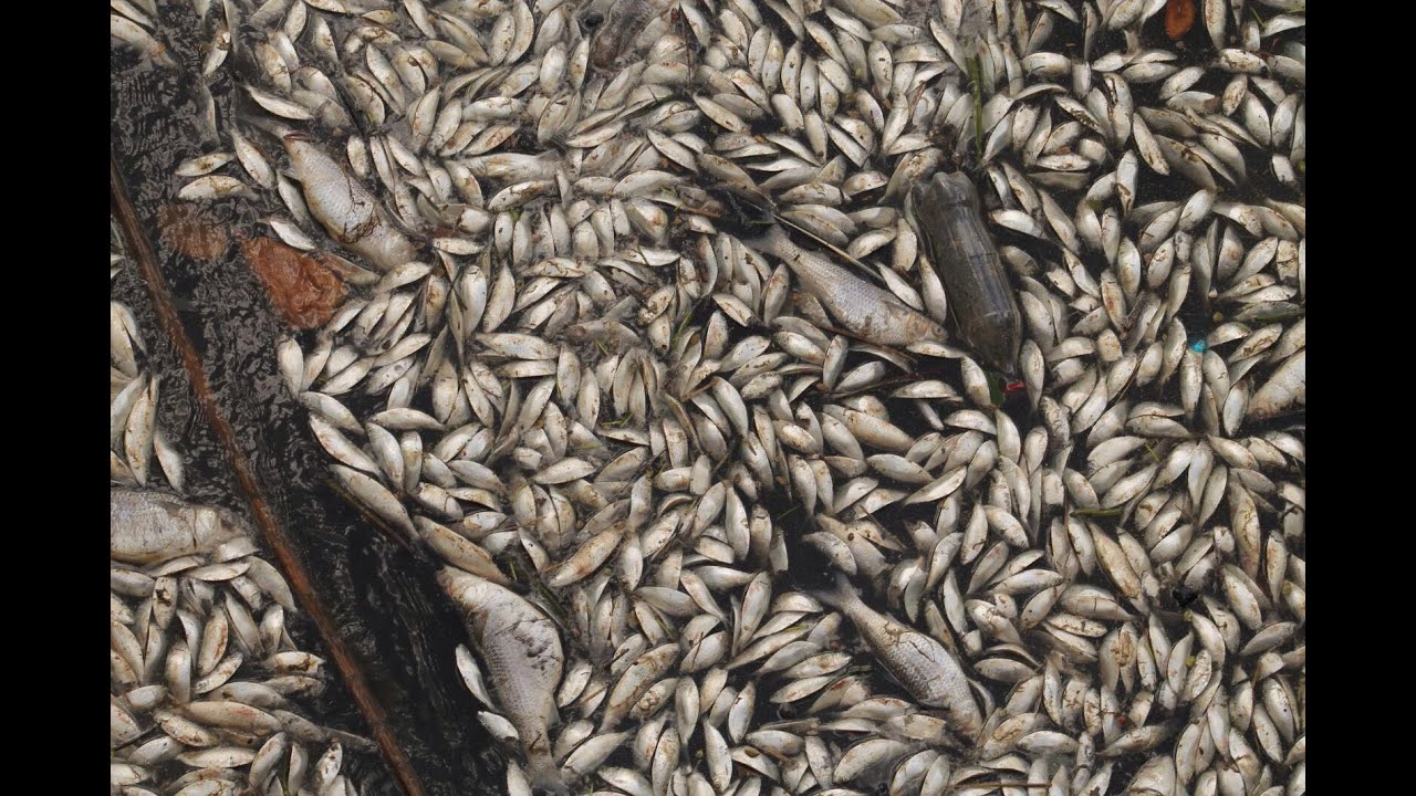 "It's not dumped fish!"- Dying Fish Wash Ashore in Trinidad