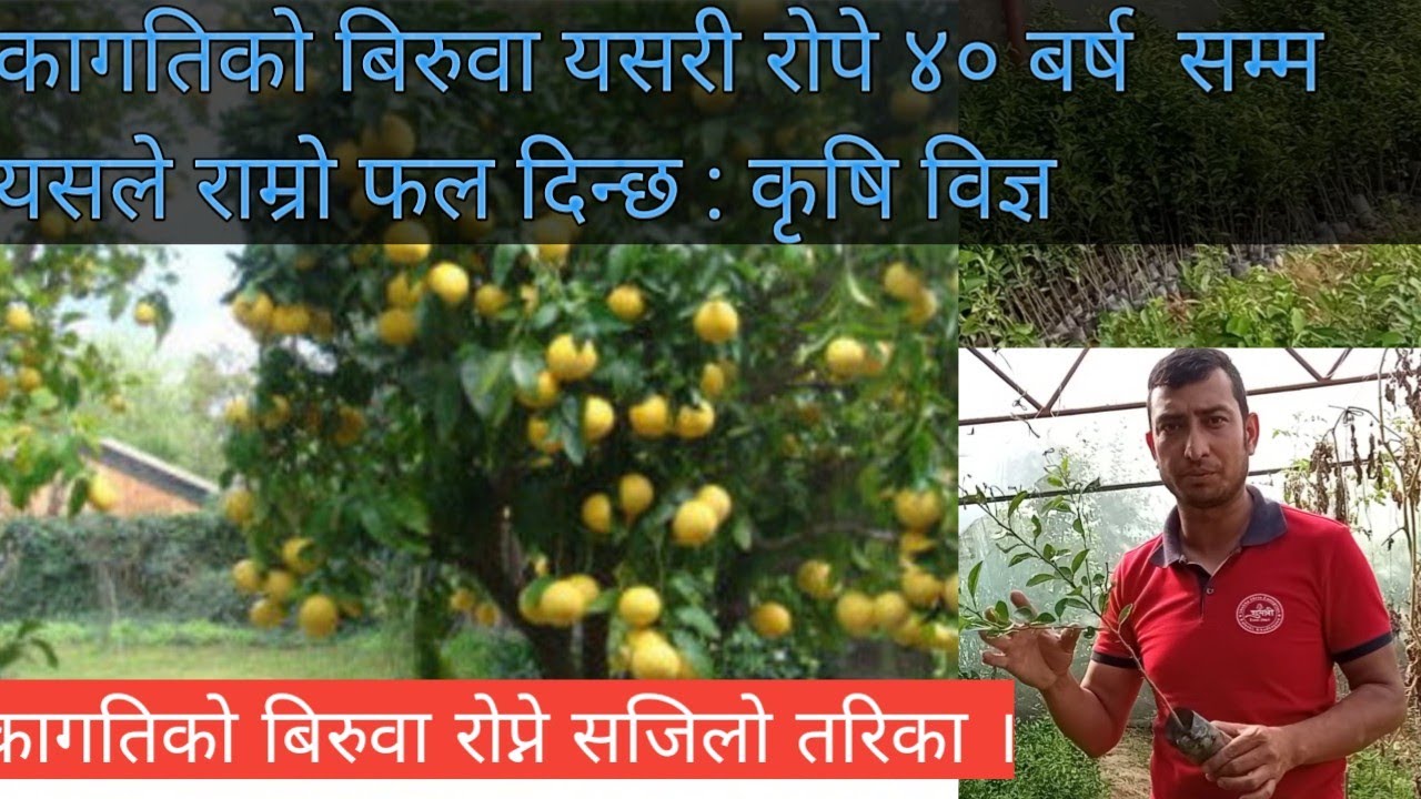 Lemon farming## kagati kheti## कागती रोप्ने सजिलो तरिका