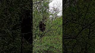 un enjambre de abejas 😭😭