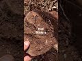 Imagine The Stories That Hoe Could Tell? #viral #metaldetecting #history #exercise #travel