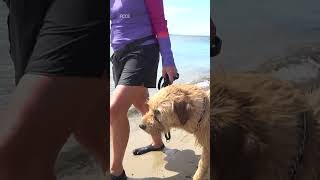 Meet The Goodest Boy Behind The Scenes Of Arthur The King