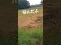 #柴犬 #縄文柴犬 #animals #王子 #いぬ＃飛んだよ