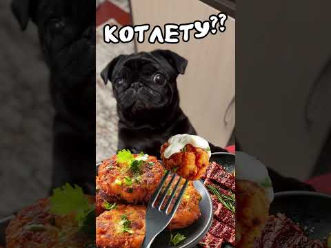 Мопс - амбассадор правильного (сытного!!) питания #мопсы #собака #домашниеживотные