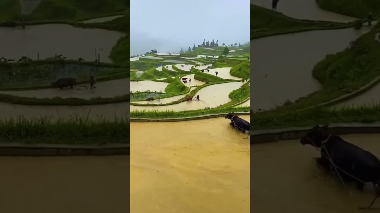 Terrace Rice fields, Bali, Indonesia