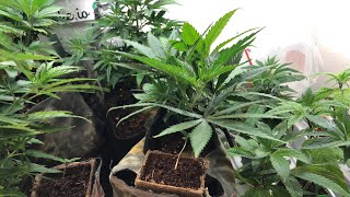 Tuesday update from the veg space