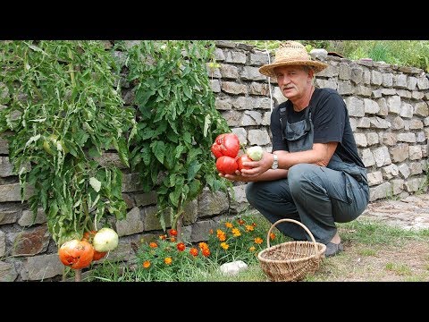 Freiland Tomaten ohne Braunfäule YouTube