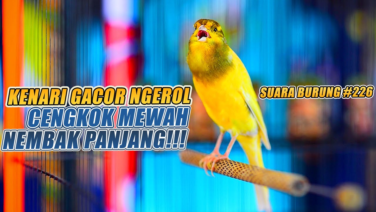 SUARA BURUNG |226| Kenari GACOR PANJANG INI Cocok untuk Masteran KENARI PAUD dan Kenari Macet BUNYI