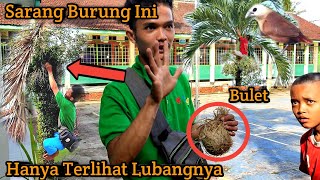 Sarang Burung Ini Membelit Pada Benalu Pohon!! Hanya Terlihat Lubangnya!!