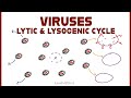 Lytic and Lysogenic Cycles of Virus Replication