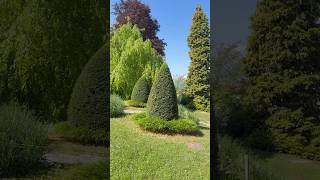 Магия контрастов: Тис и Злаки 🌿 #сад #garden