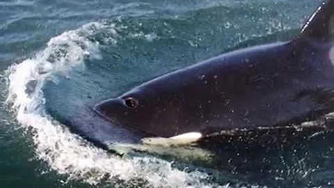 Rick and Susan Lentz's Visit to Alaska - Cruise Ho...