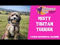 Misty the Tibetan Terrier Puppy - 3 Weeks Residential Dog Training の動画、YouTube動画。